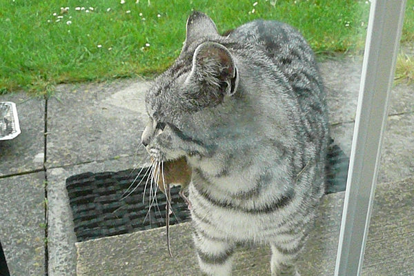 P1000338 Cat playing with a mouse